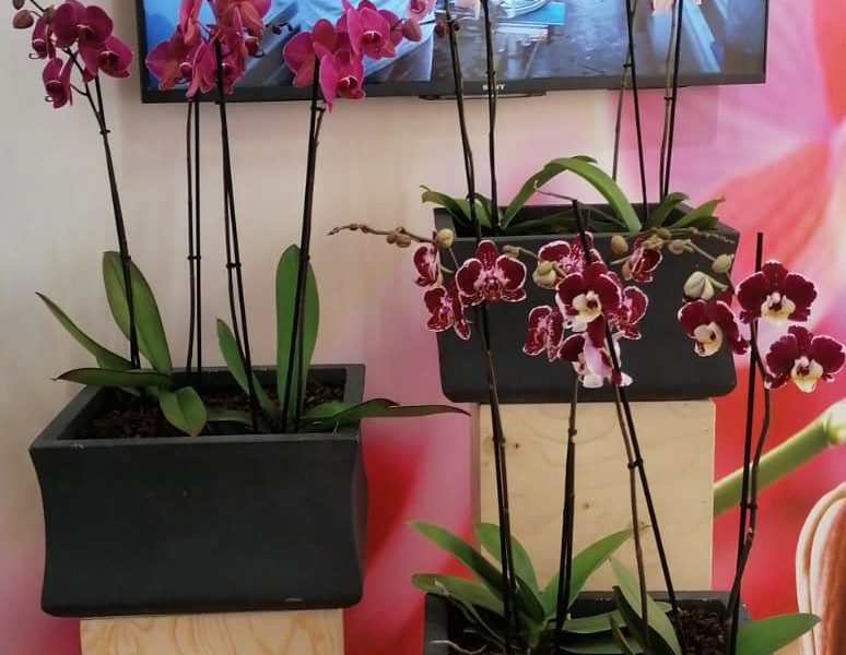 Satter Orchids - Royal Flora Holland Trade Fair Aalsmeer 2019 (1)
